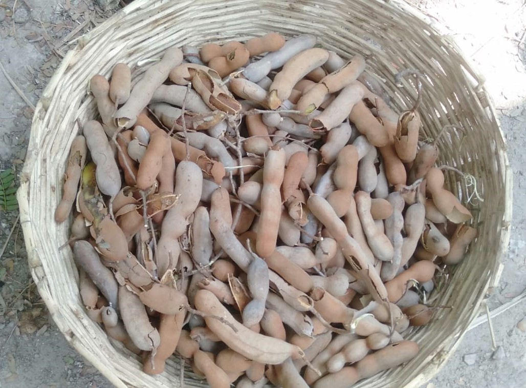 Preserving ripe tamarind as dry food