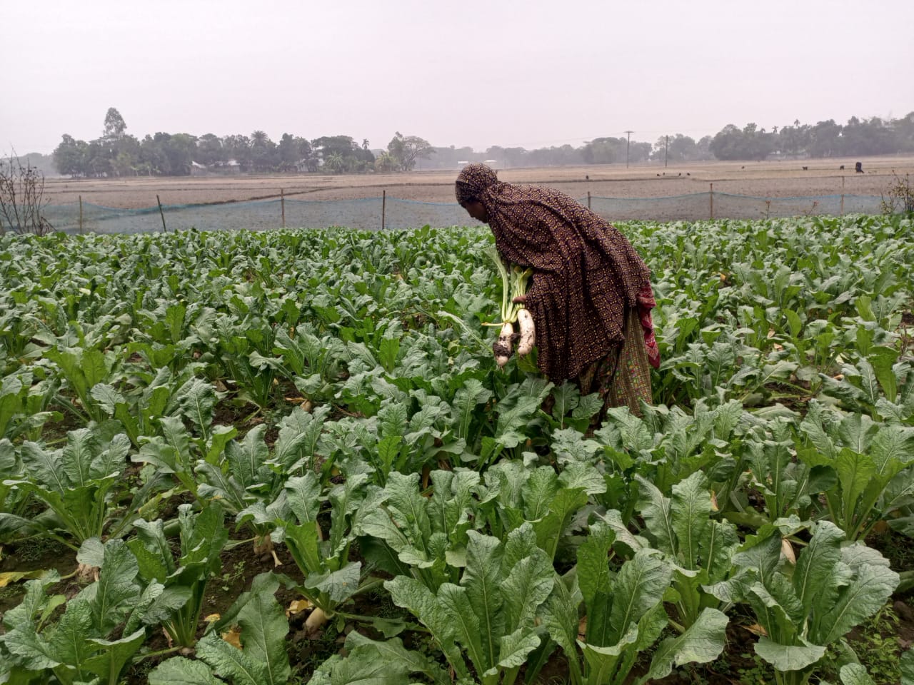 Sahida Akter produces safe foods practicing agroecology
