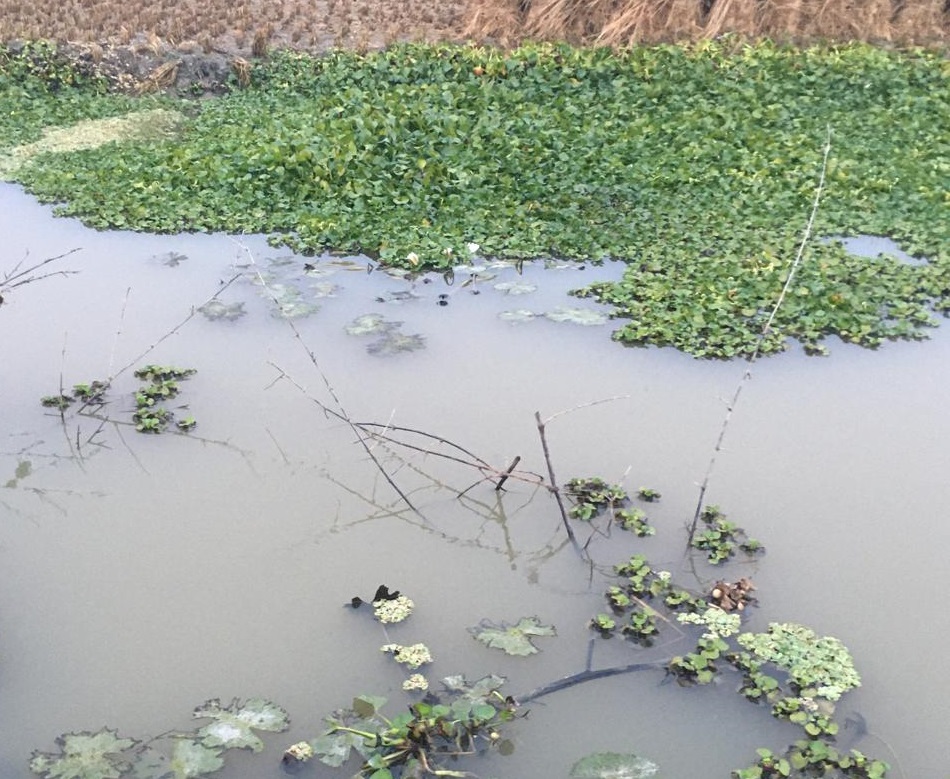 Mini Ponds Boost Crop and Fish Production in Coastal Satkhira