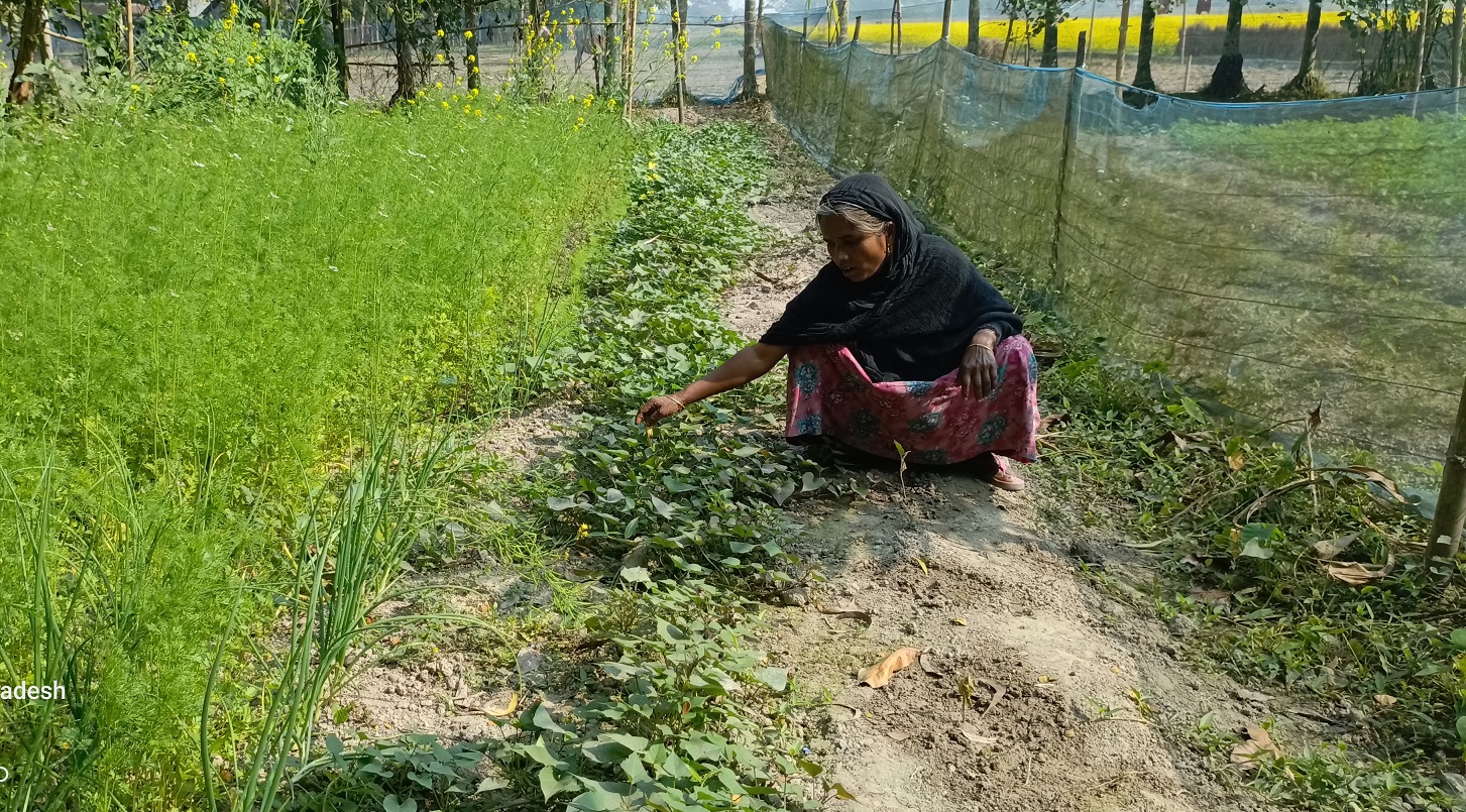 Mahfuja recognized as skilled farmer in her village