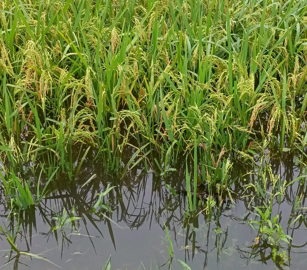 Water: The Source of Life and Loss