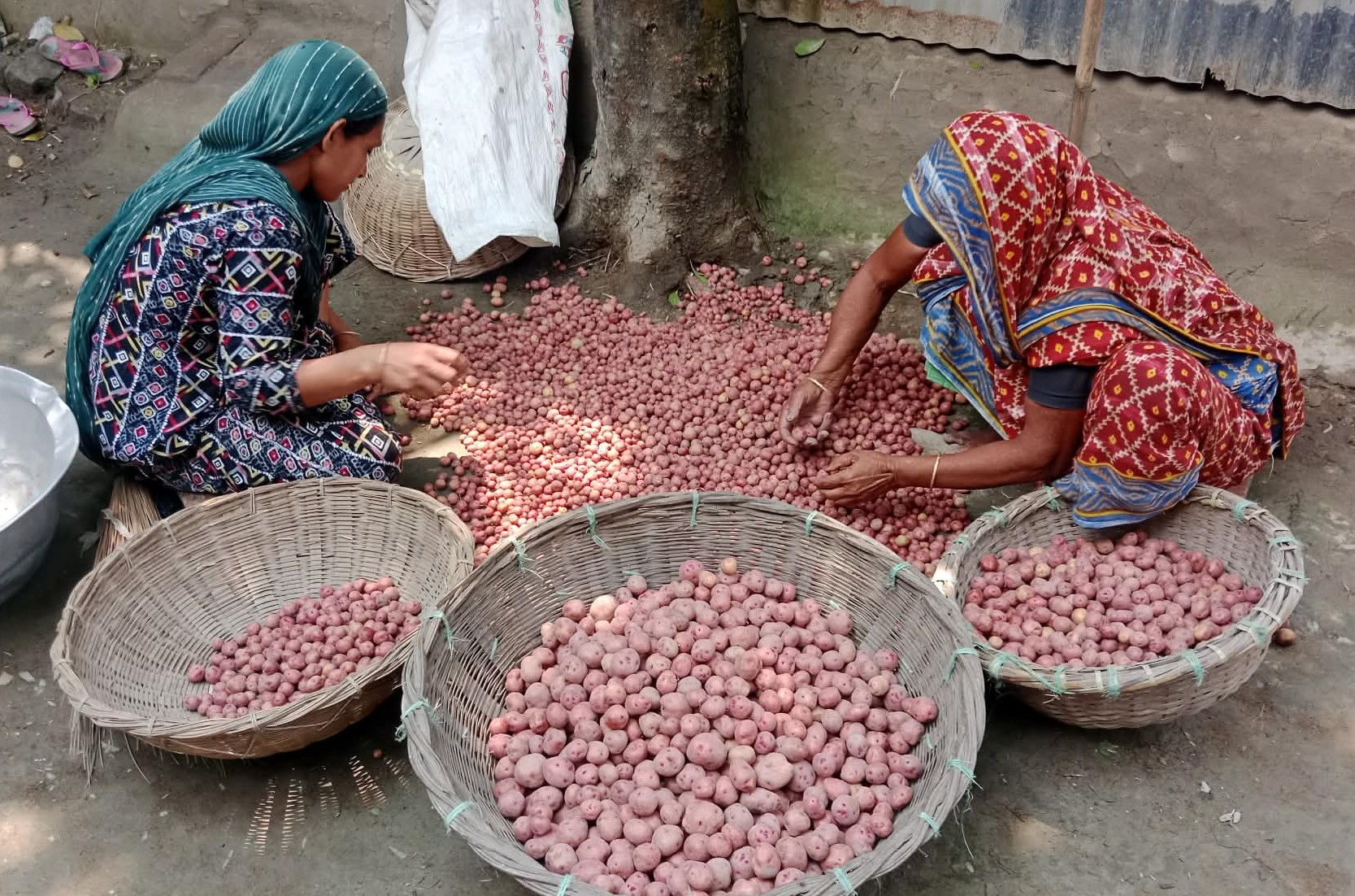 Expansion of Indigenous Potato Cultivation