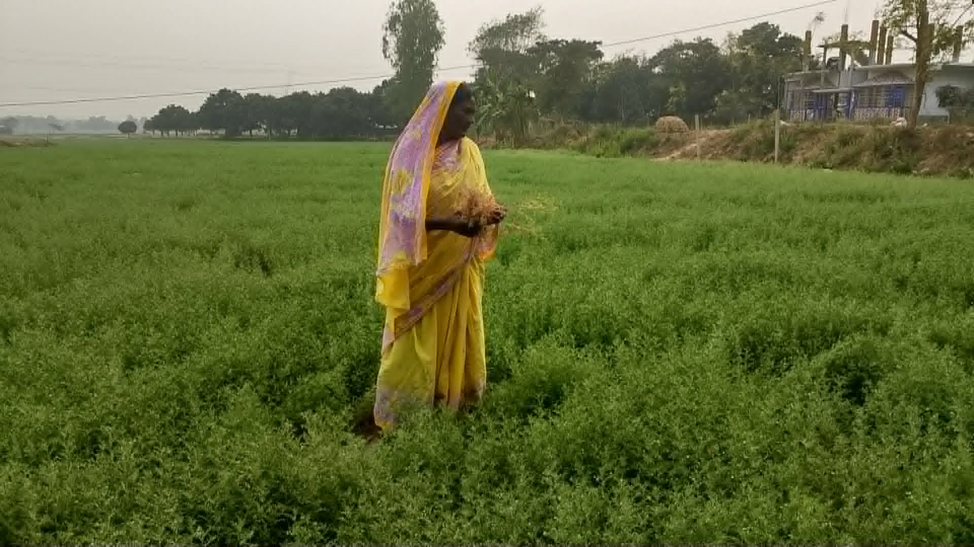 Cicilia Hasda’s water-efficient farming