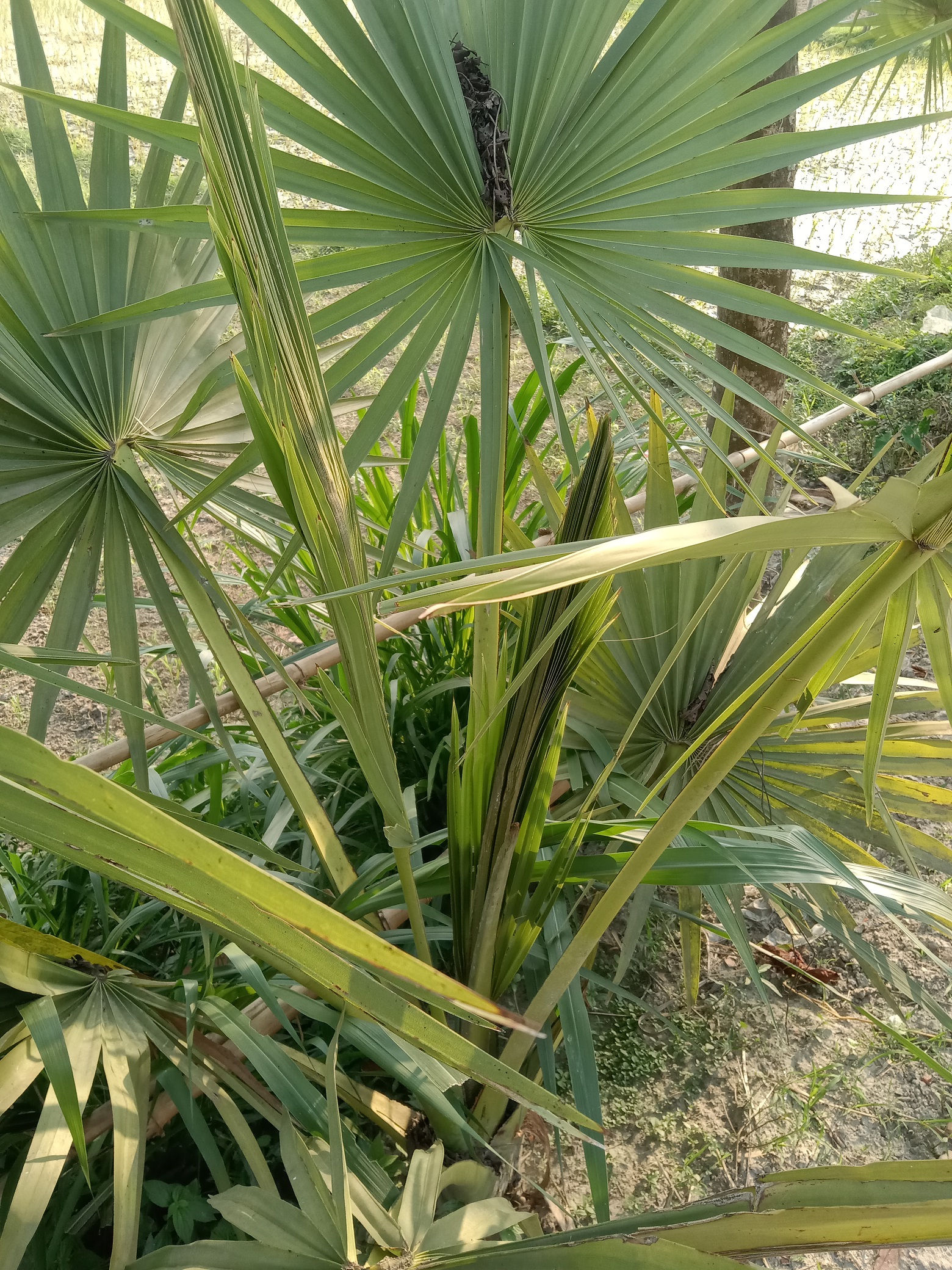 The Palm Tree and Community Initiative