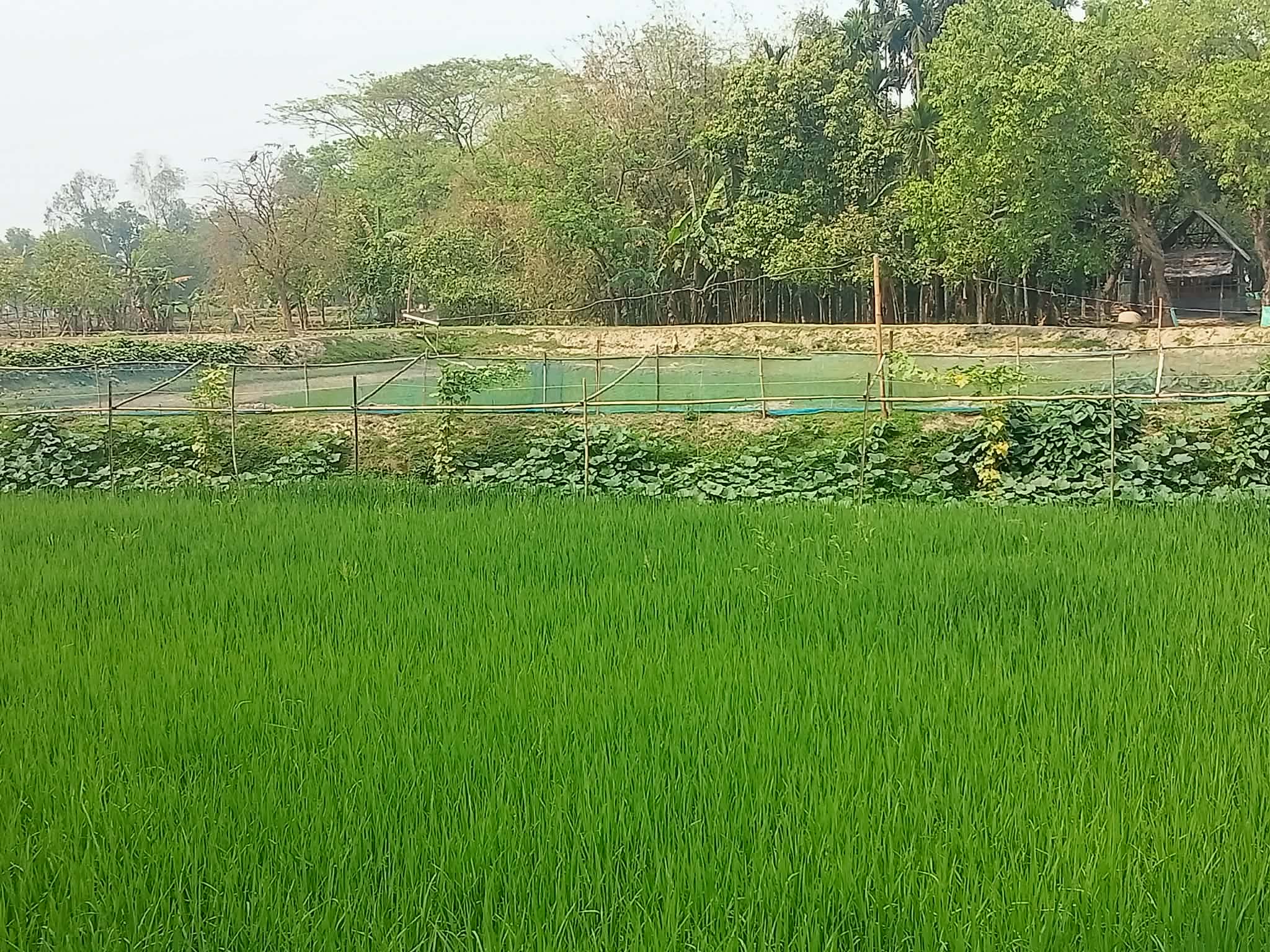 Farmer Abdul Bari promotes agroecological practices