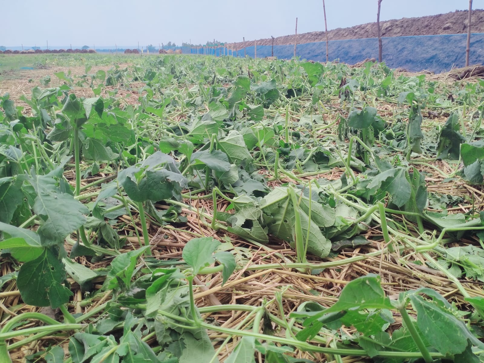 Hailstorm Destroys Agriculture and Livelihoods in Shyamnagar