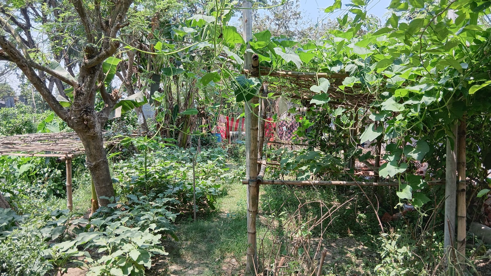 Urban agriculture creates cohesive relationships among the communities in slums